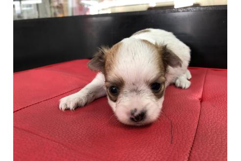 成約済の京都府のチワワ(ロングコート)-71730の6枚目