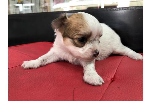 成約済の京都府のチワワ(ロングコート)-71730の5枚目