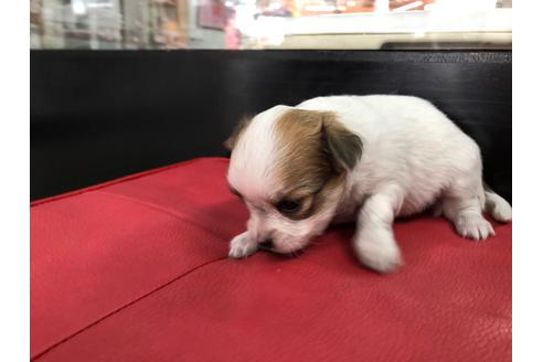 成約済の京都府のチワワ(ロングコート)-71730の4枚目