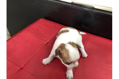 成約済の京都府のチワワ(ロングコート)-71730の3枚目