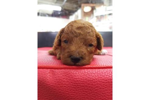 成約済の京都府のトイプードル-71732の1枚目