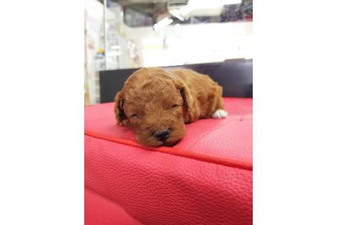 成約済の京都府のトイプードル-71732の4枚目