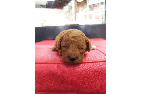 成約済の京都府のトイプードル-71732の3枚目