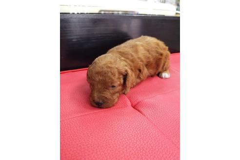 成約済の京都府のトイプードル-71732の2枚目