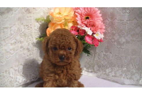 成約済の福岡県のタイニープードル-69476の8枚目