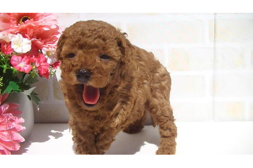 成約済の福岡県のタイニープードル-70256の8枚目