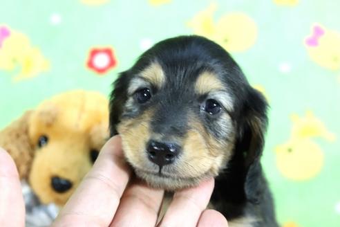 成約済の兵庫県のミニチュアダックスフンド(ロングヘアード)-71781の1枚目