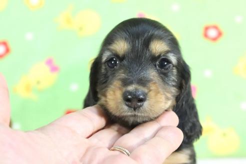 成約済の兵庫県のミニチュアダックスフンド(ロングヘアード)-71782の6枚目