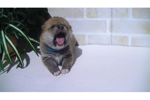 成約済の福岡県の豆柴-70907の1枚目