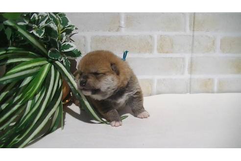 成約済の福岡県の豆柴-70907の8枚目