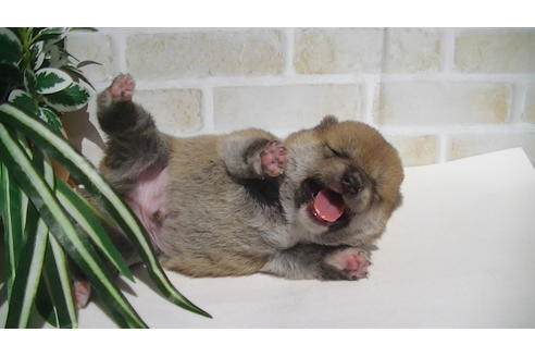 成約済の福岡県の豆柴-70907の7枚目