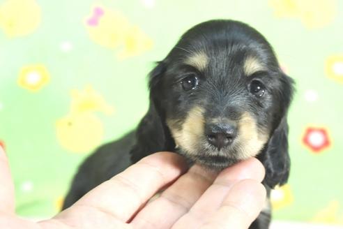 成約済の兵庫県のミニチュアダックスフンド(ロングヘアード)-71784の6枚目