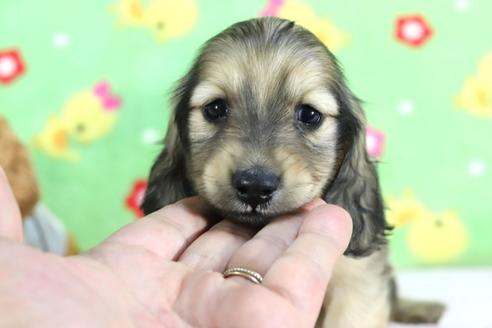 成約済の兵庫県のミニチュアダックスフンド(ロングヘアード)-71786の3枚目