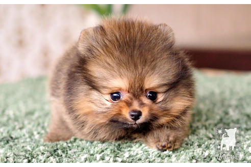 成約済の愛知県のポメラニアン-71810の1枚目