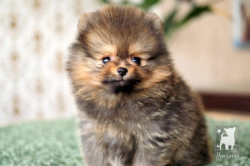 成約済の愛知県のポメラニアン-71810の7枚目