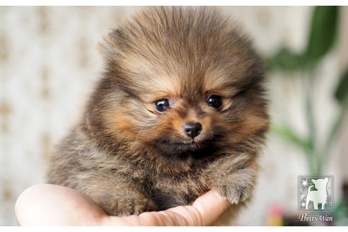 成約済の愛知県のポメラニアン-71810の4枚目