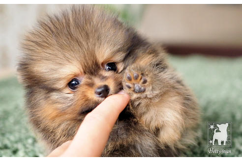 成約済の愛知県のポメラニアン-71810の3枚目