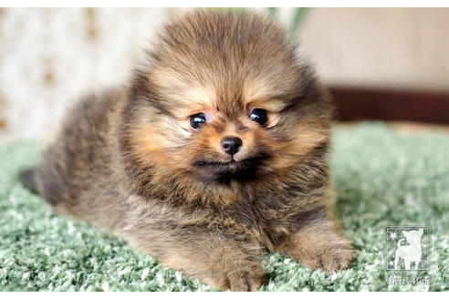 成約済の愛知県のポメラニアン-71810の2枚目