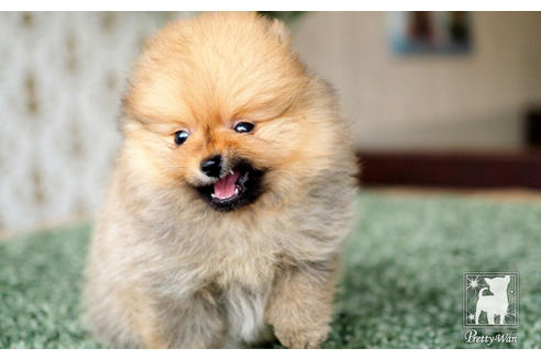 成約済の愛知県のポメラニアン-71812の7枚目