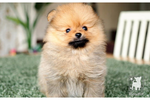 成約済の愛知県のポメラニアン-71812の5枚目