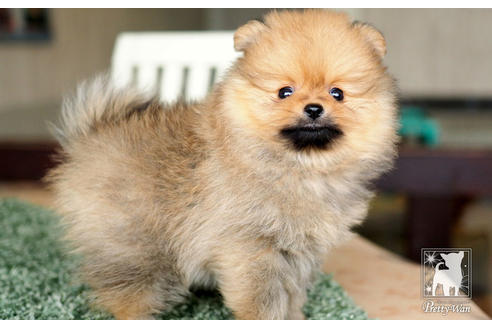 成約済の愛知県のポメラニアン-71812の4枚目