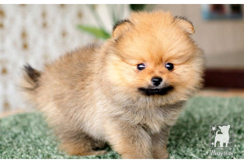 成約済の愛知県のポメラニアン-71812の3枚目