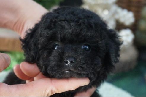 成約済の京都府のティーカッププードル-71813の1枚目