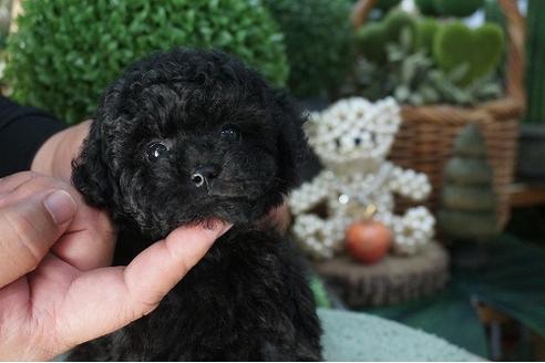 成約済の京都府のティーカッププードル-71813の4枚目