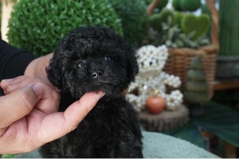 成約済の京都府のティーカッププードル-71813の3枚目