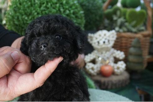 成約済の京都府のティーカッププードル-71813の2枚目