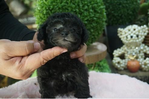 成約済の京都府のティーカッププードル-71818の1枚目