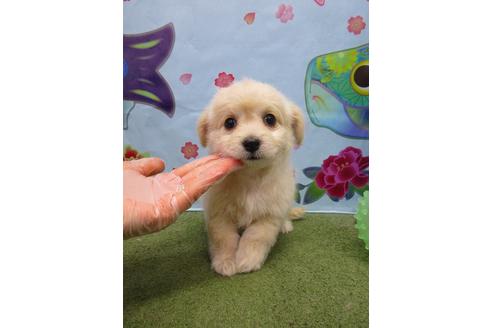 成約済の鳥取県のミックス犬-71838の1枚目