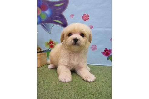 成約済の鳥取県のミックス犬-71840の1枚目
