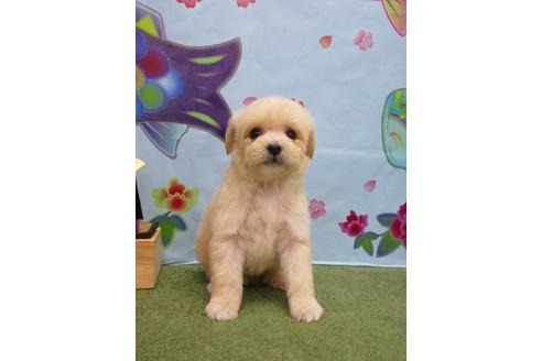 成約済の鳥取県のミックス犬-71840の2枚目