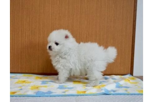 成約済の香川県のポメラニアン-71695の3枚目