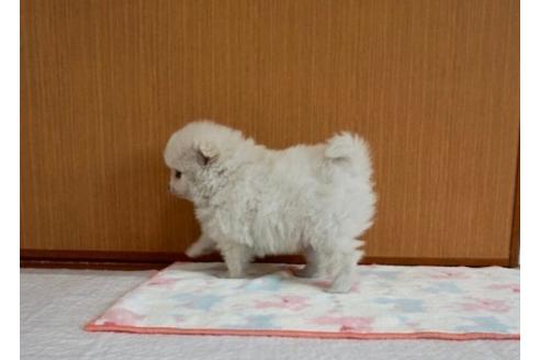 成約済の香川県のポメラニアン-71696の3枚目