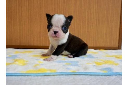 成約済の香川県のボストンテリア-71700の1枚目