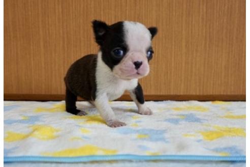 成約済の香川県のボストンテリア-71700の4枚目