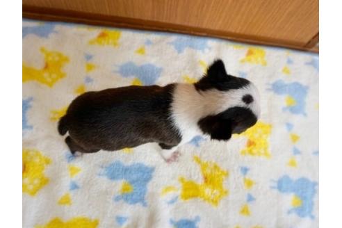 成約済の香川県のボストンテリア-71700の2枚目