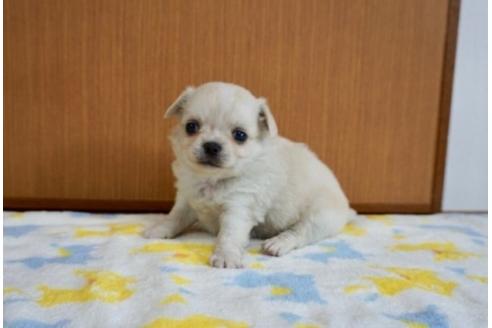 成約済の香川県のミックス犬-71842の1枚目