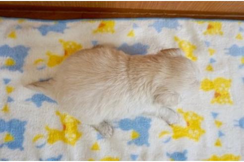 成約済の香川県のミックス犬-71842の2枚目