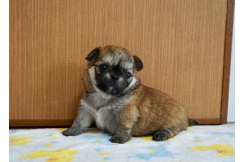 成約済の香川県のミックス犬-71844の1枚目