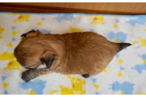 成約済の香川県のミックス犬-71844の2枚目