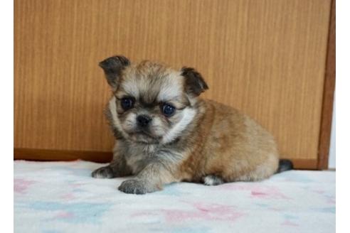 成約済の香川県のミックス犬-71845の1枚目