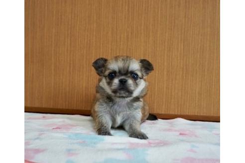 成約済の香川県のミックス犬-71845の3枚目