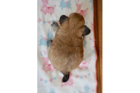 成約済の香川県のミックス犬-71845の2枚目