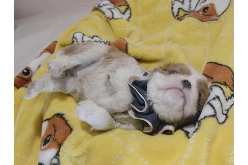 成約済の埼玉県のキャバリアキングチャールズスパニエル-70882の3枚目