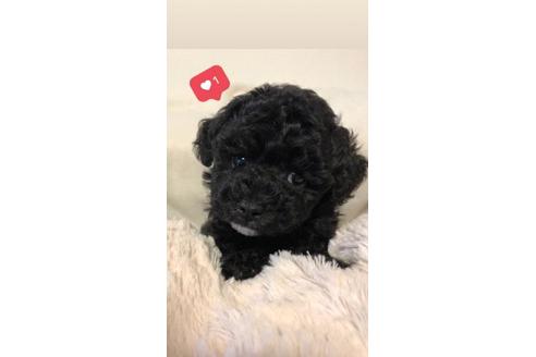 成約済の愛媛県のタイニープードル-71922の1枚目