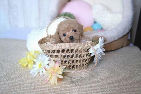 成約済の滋賀県のトイプードル-70975の1枚目