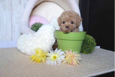 成約済の滋賀県のトイプードル-70975の5枚目